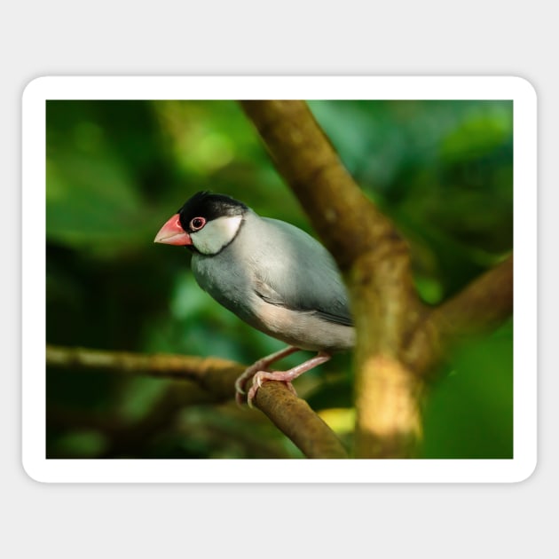 Java sparrow on a branch Sticker by naturalis